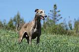 GREYHOUND 033
